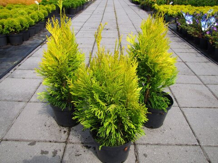Туя Европа Голд (Thuja occidentalis Europa Gold) р9 август 2026 г.