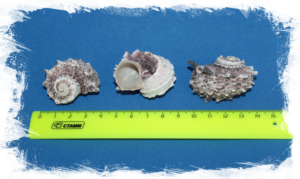 Обычная Ангария