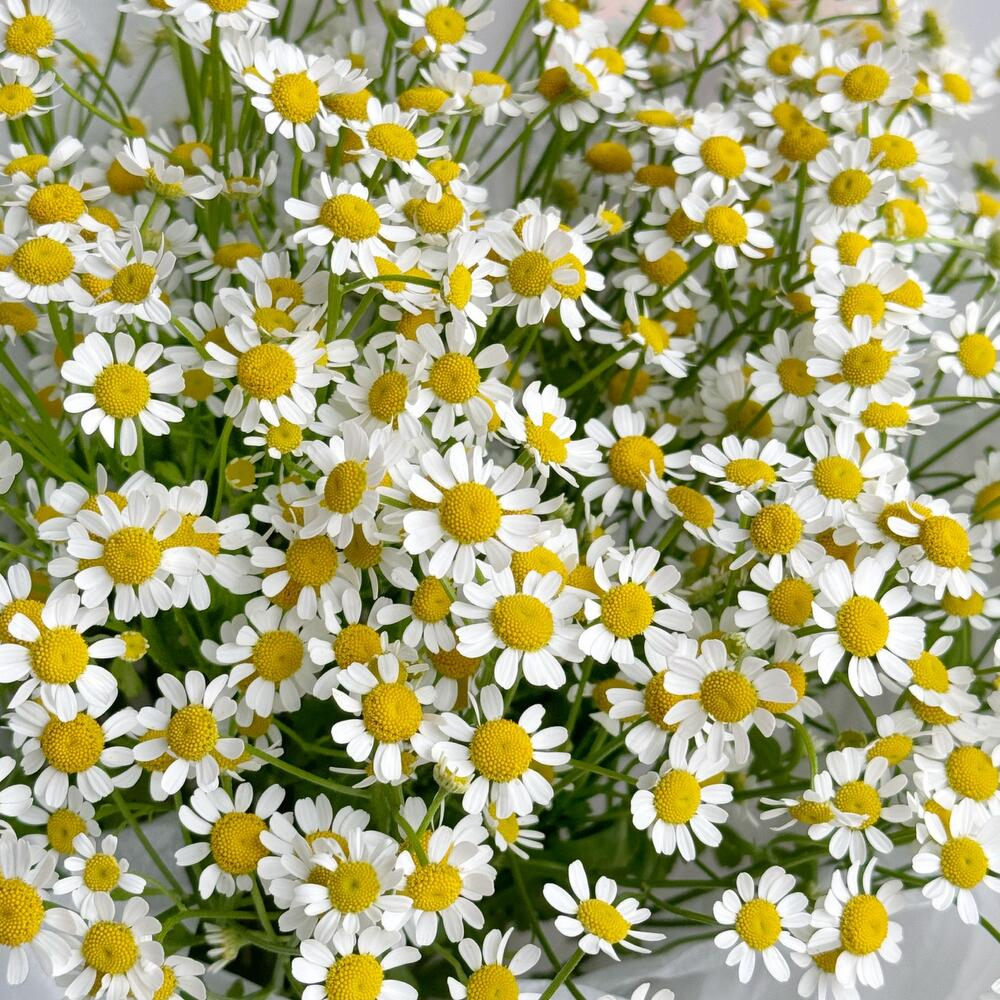 Полевой букет голландская ромашка кустовая матрикария