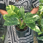 Филодендрон GREEN CONGO HYBRID (N88)