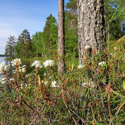 Багульник болотный (трава)500 г