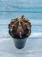 Gymnocalycium Mihanovichii black (Гимнокалициум)