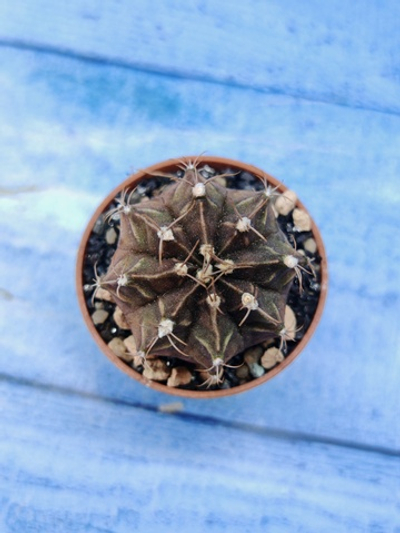 Gymnocalycium Friedrichii (Гимнокалициум)