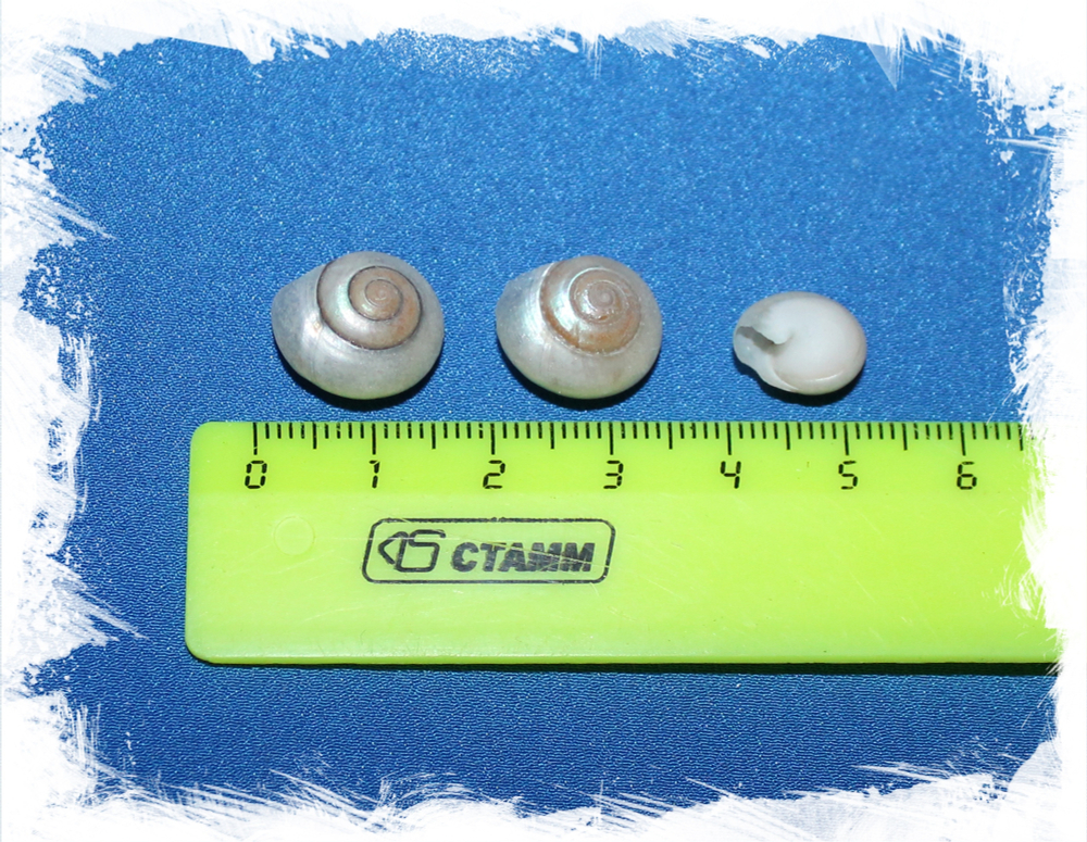 Умбониум перламутровый, 1-1,5см, 100гр, 150шт