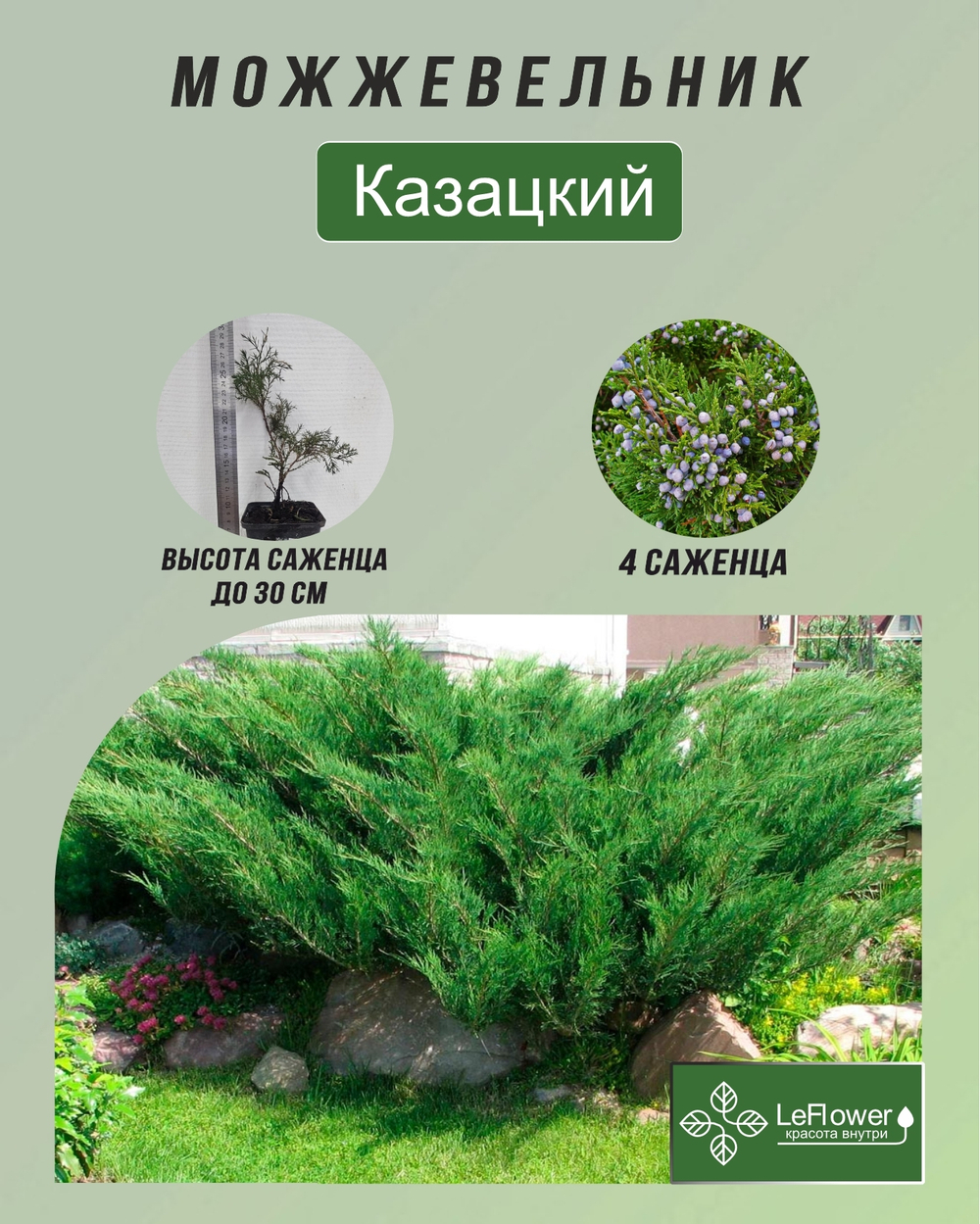 Можжевельник, Казацкий 4шт