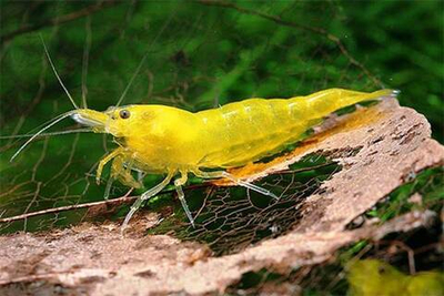 Креветка Желтая