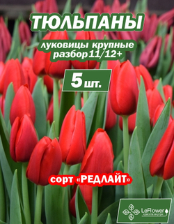 Тюльпан Луковица цветов, Редлайт, 5шт, разбор 11/12