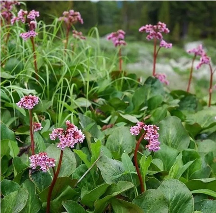 Бадан сердцелистный "Herbstblute". Bergenia cordifolia "Herbstblute".