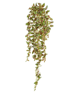 Традесканция бело-розово-зелёная (серия MDP)