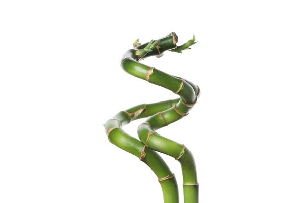 Комнатный бамбук: история растения, особенности выращивания и полный гид по уходу