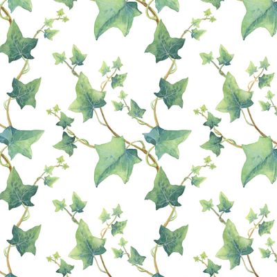 Зеленый плющ на белом фоне