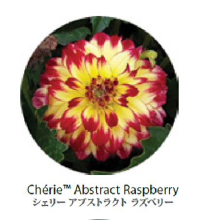 Георгина Cherie Abstract Raspberry ОКС Укорененный черенок 7-10 марта