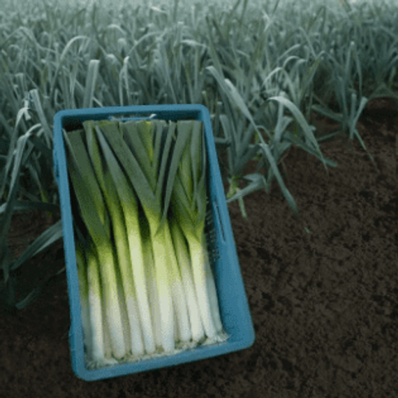 Форрест семена лука порей продукт