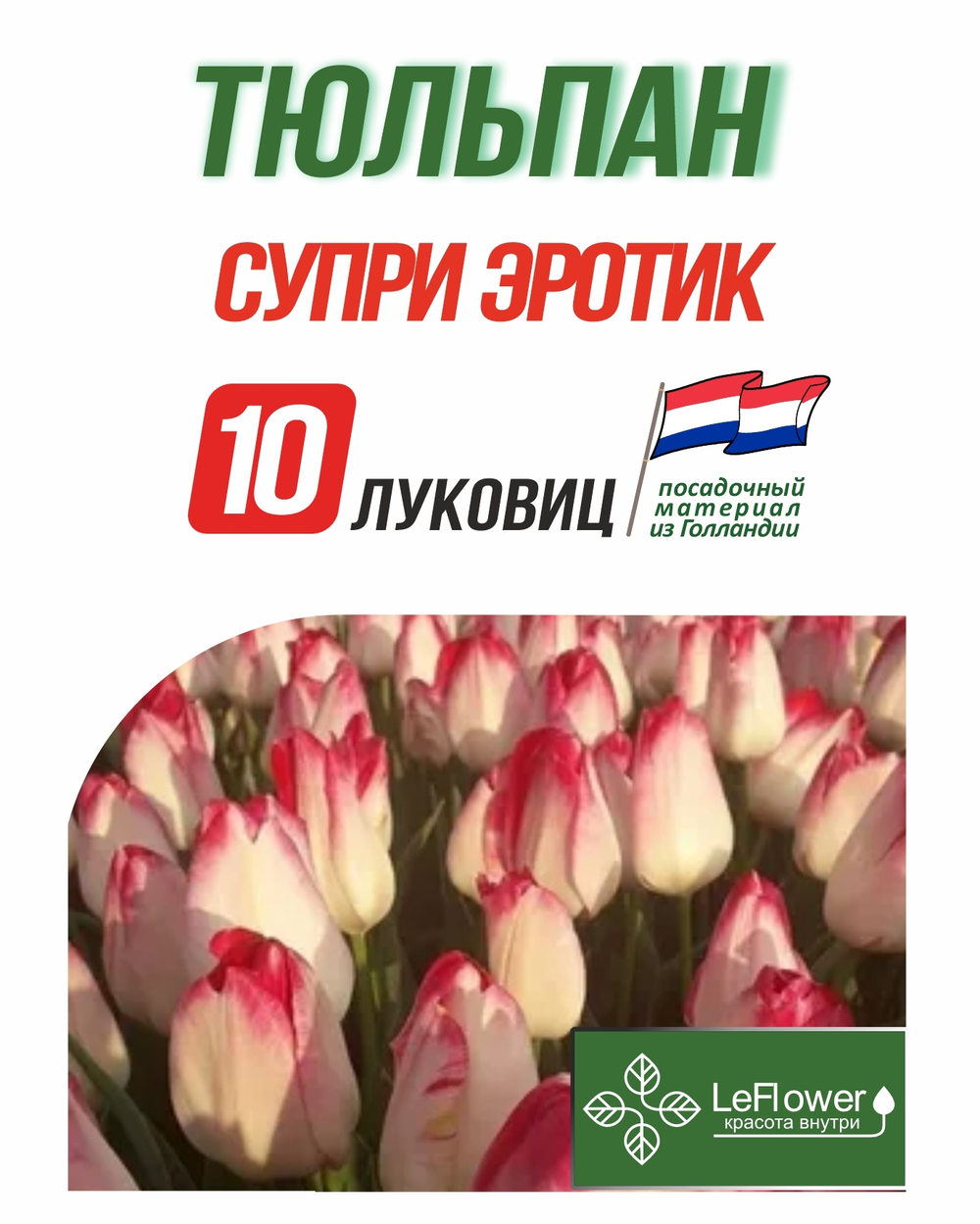 Тюльпан Луковица, Супри Эротик, 10шт
