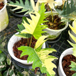 Филодендрон TORTUM x FLORIDA BEAUTY VAR