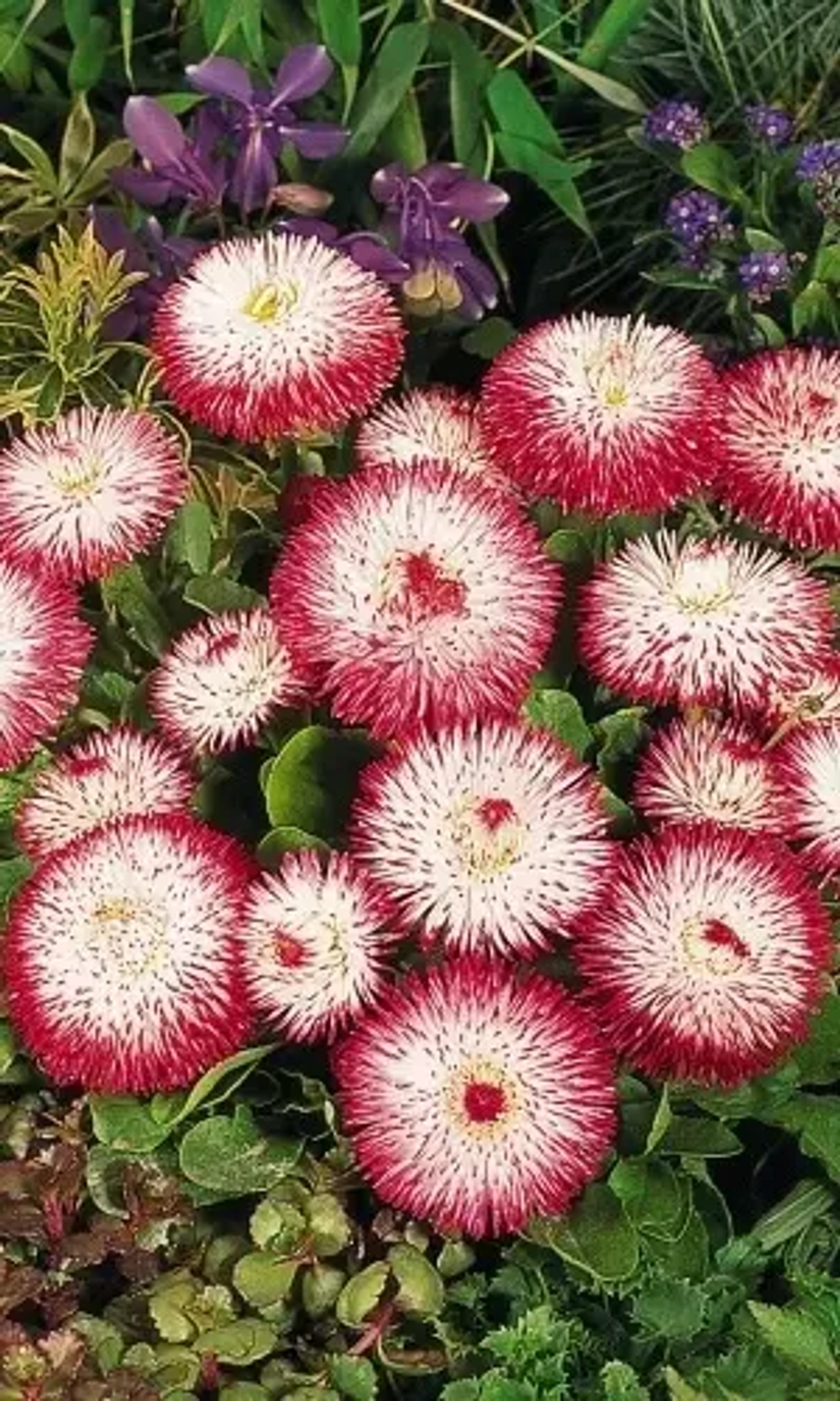 Семена Маргаритка Мария 0,03 гр (УД) Е/П