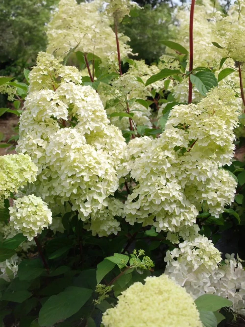 Гортензия метельчатая Диамантино