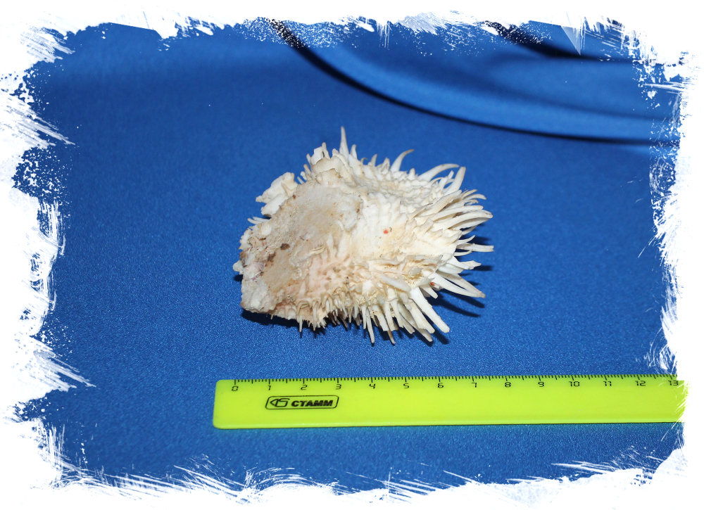 Spondylus albibarbatus, Спондилус албибарбатус