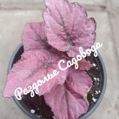 Бегония Рекс Белиф инка Флейм