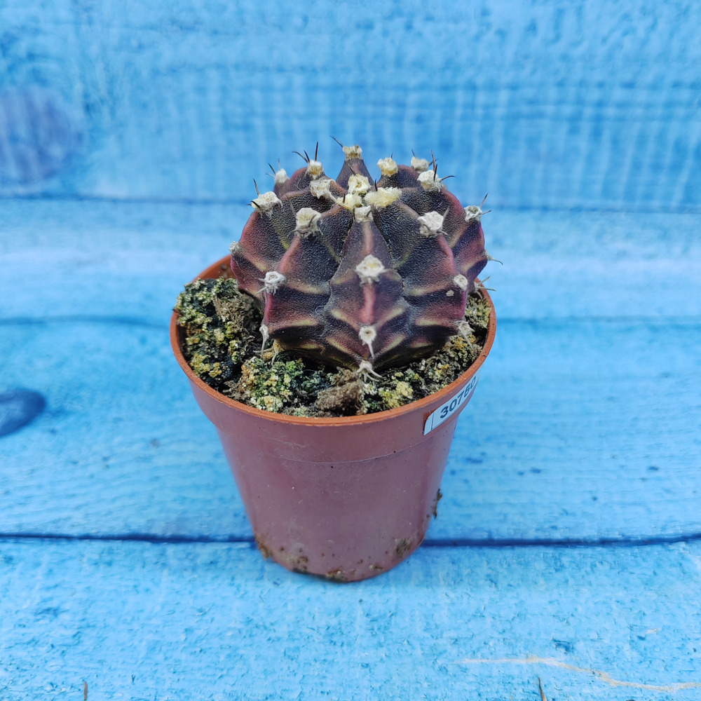 Gymnocalycium Friedrichii (Гимнокалициум)