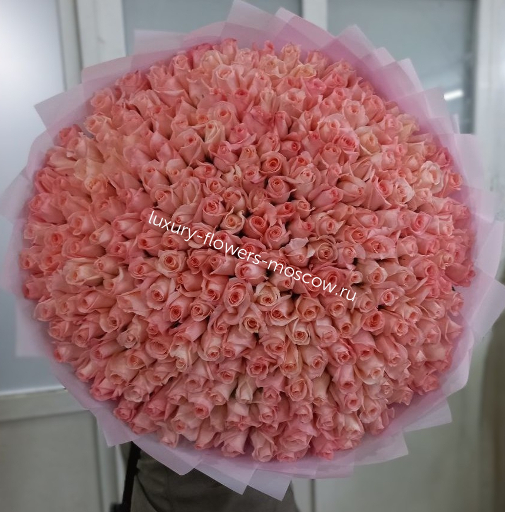 301 роза Эквадор коралловая