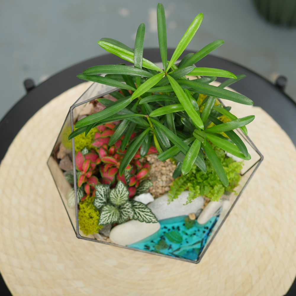 Готовый флорариум Роща подокарпусов Икос с озером