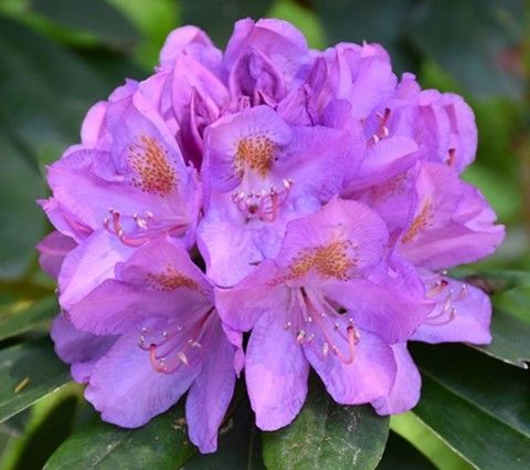 Рододендрон катевбинский Грандифлорум (Grandiflorum)