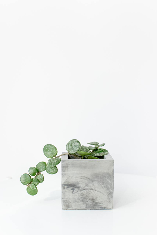 Хойя Матильда Сплэш