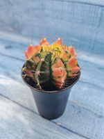 Gymnocalycium Variegata (Гимнокалициум Вариегатный)