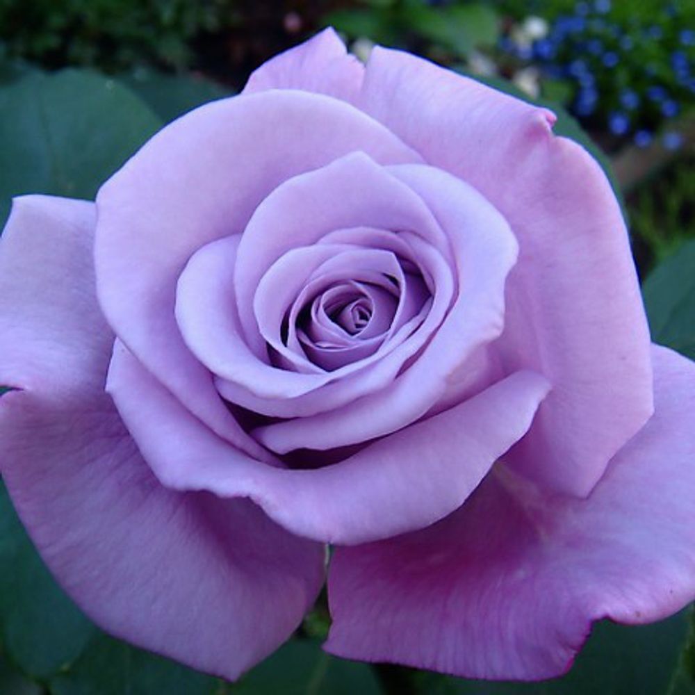 Роза чайно-гибридная Блю