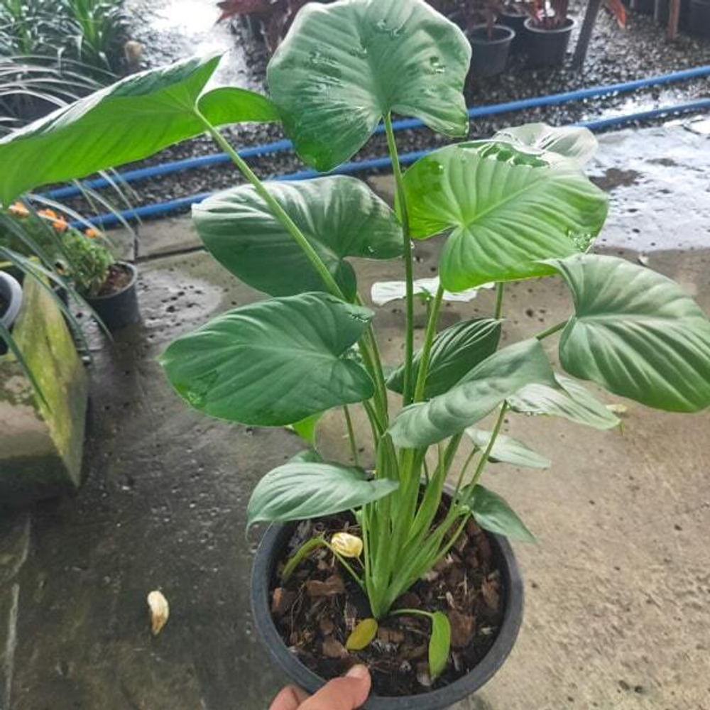 Хомаломена GREEN MOON