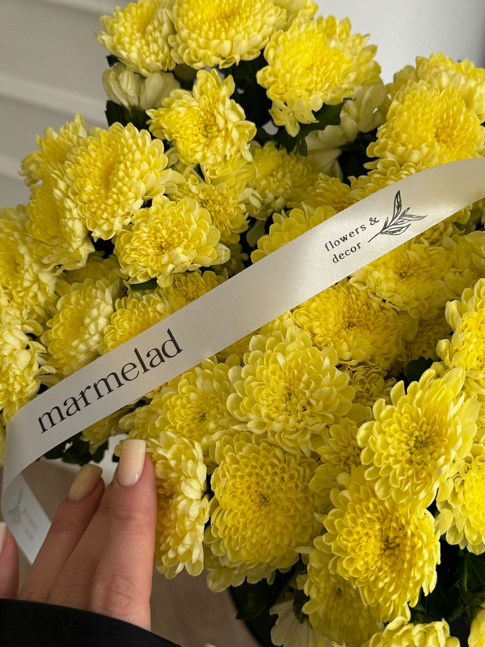 Хризантема в светло-желтом оттенке