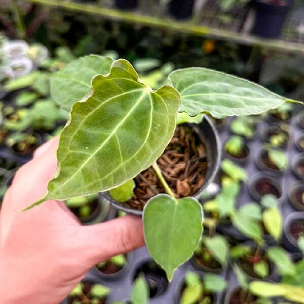 Антуриум BOOGIE