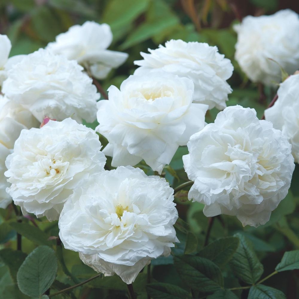 Сьюзен Уильямс-Эллис (Susan Williams-Ellis)