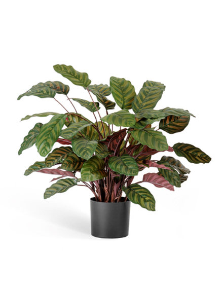 Калатея крупнолистная зелёно-бордовая в горшке