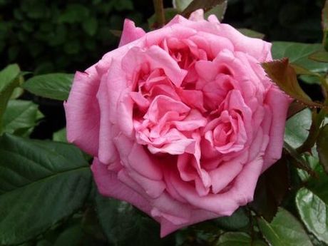 Ромина (Romina)