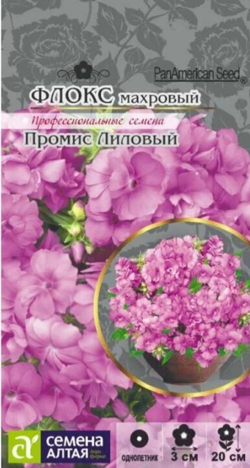 Флокс Промис лиловый махровый