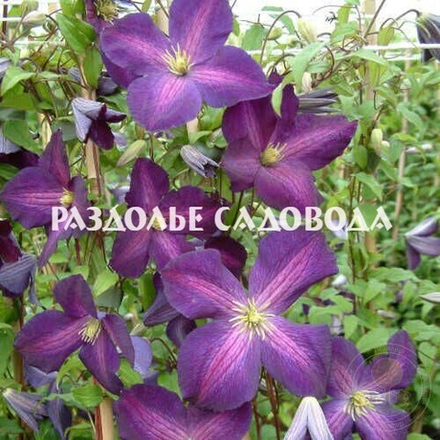 Клематис Пурпуреа Жакмана