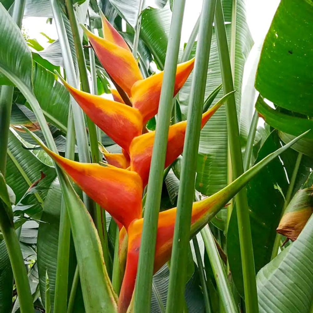 Геликония CARIBEA x BIHAI JACQUINI (Н104)