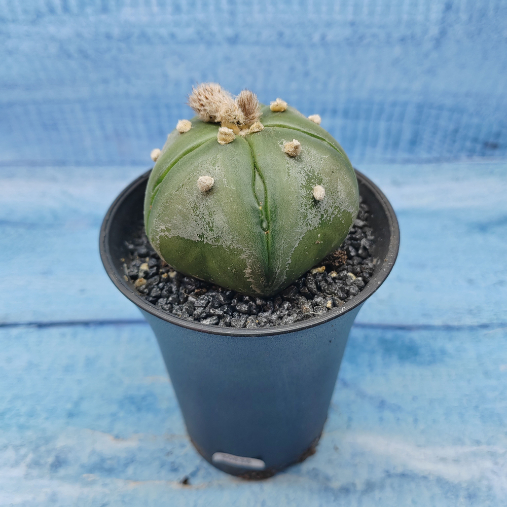 Astrophytum Asterias (Астрофитум)