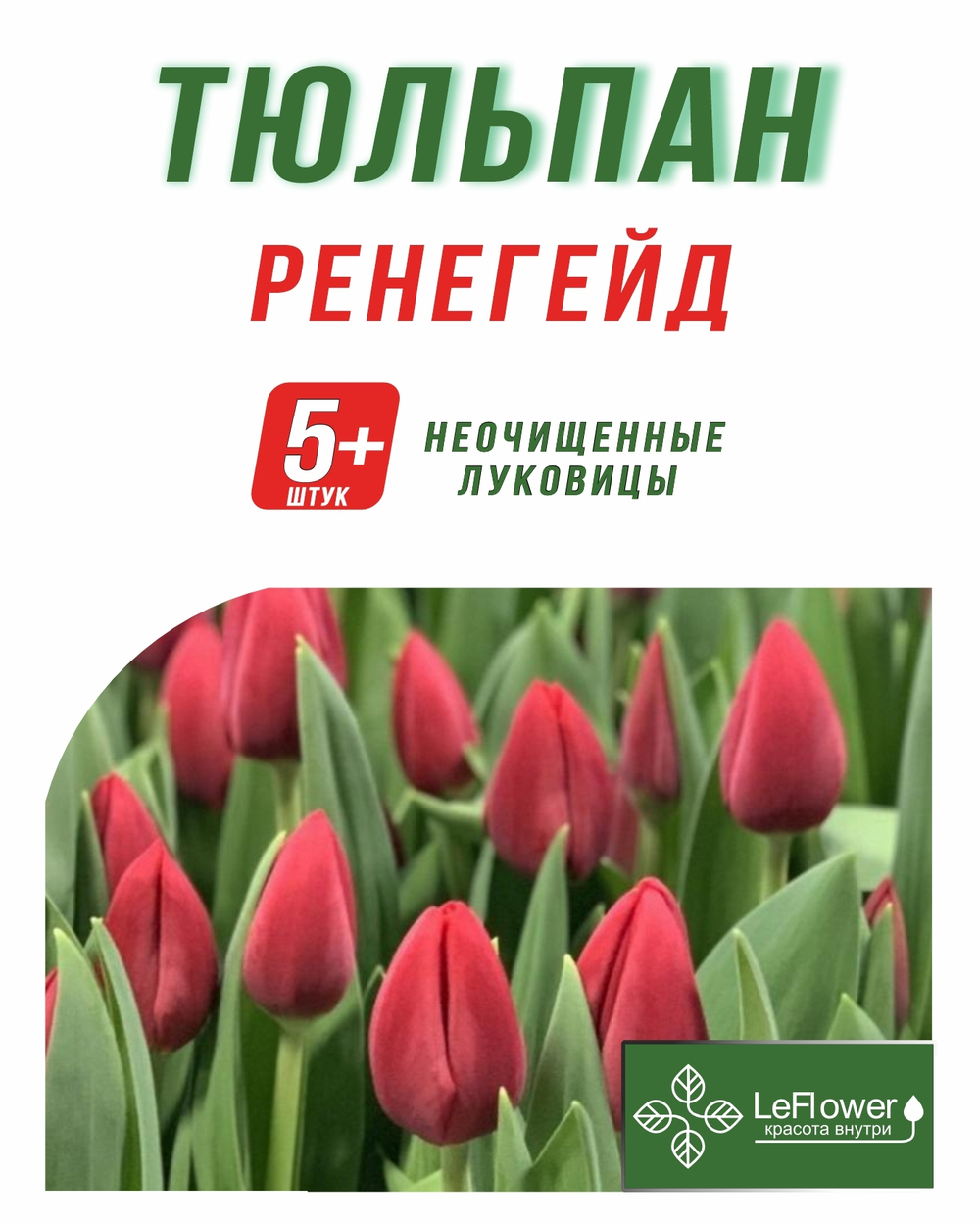 Тюльпан Луковица, Ренегейд, 5+шт