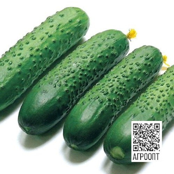 Рубинштейн F1 семена огурца партенокарпического (Rijk Zwaan / ALEXAGRO) культура – фото 5