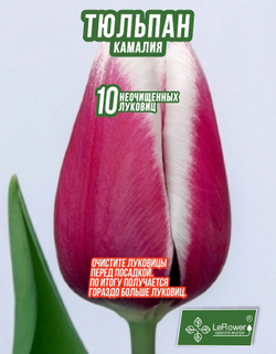 Тюльпан Луковица, Камалия, 10шт