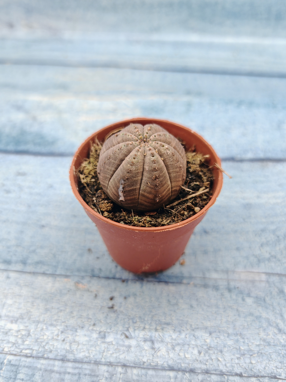 Euphoria Obesa (Эуфорбия)