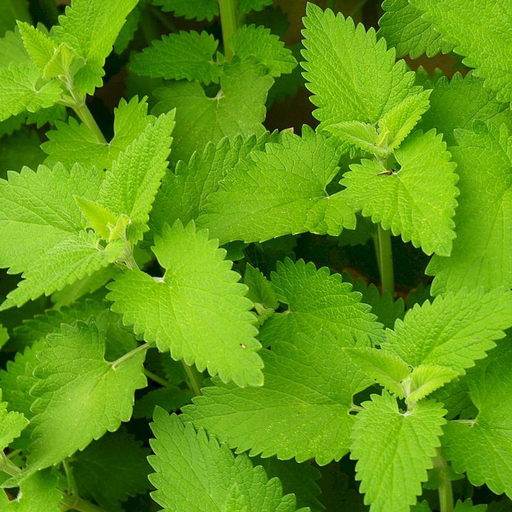 Котовник (кошачья мята)