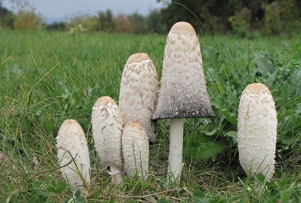 Некрасивое название красивого гриба – кто такой навозник?