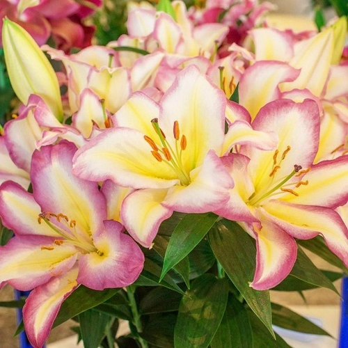 Лилия Primrose Hill (Восточный гибрид)