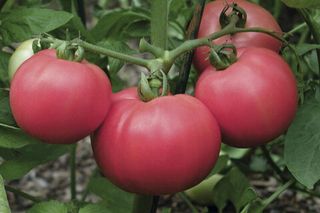 Томат Торбей F1 1000 (семян)