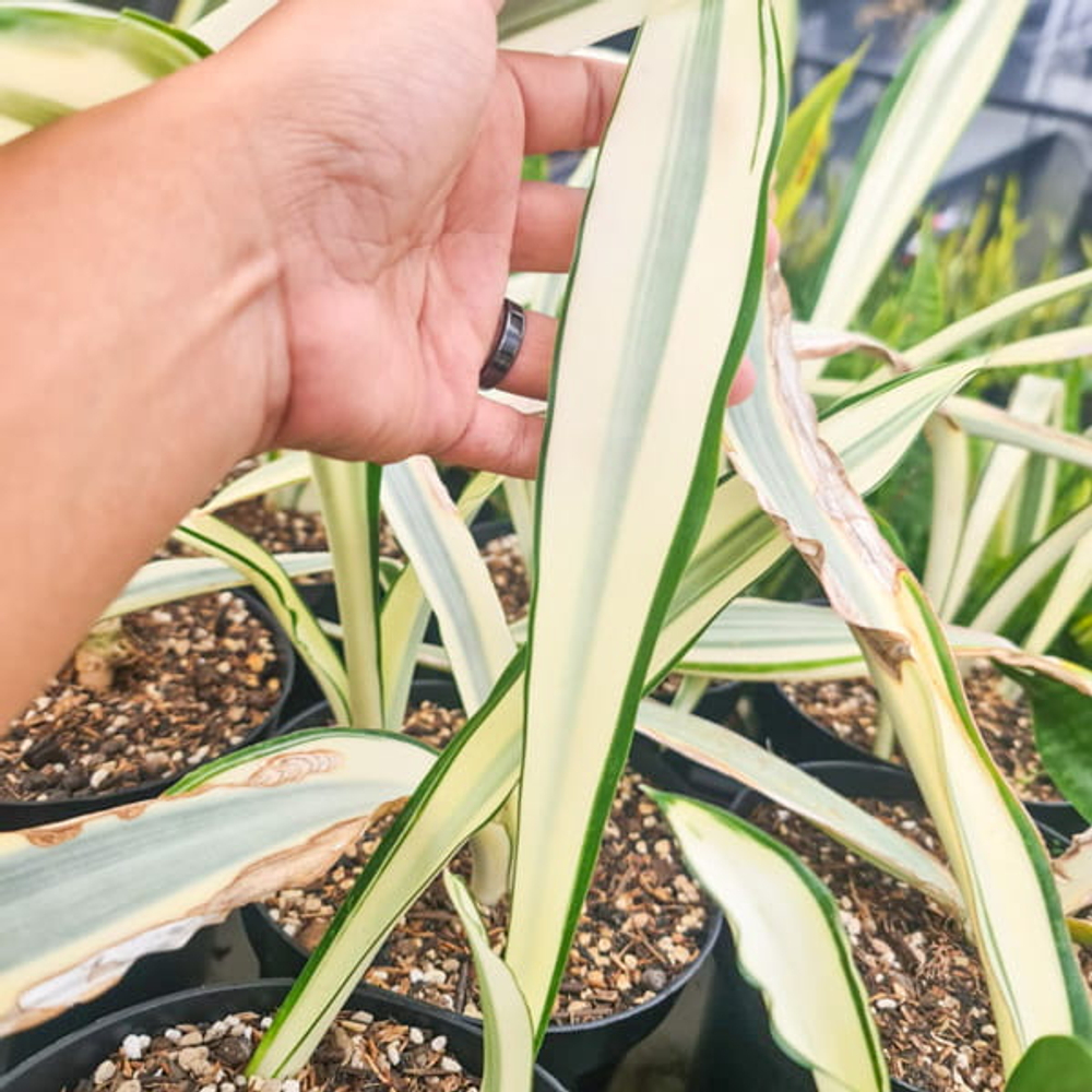 Сансевиерия BEAUTY QUEEN