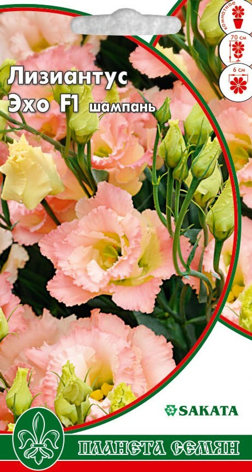 Лизиантус (эустома) Эхо шампань F1